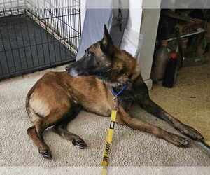 Mutt Dogs for adoption in Imlay City, MI, USA