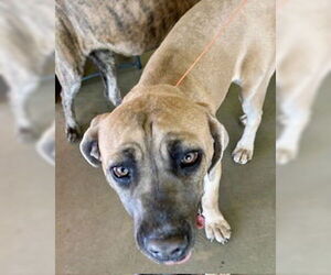 Mutt Dogs for adoption in Pampa, TX, USA