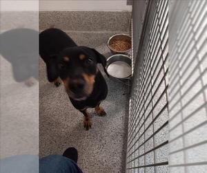 Labrador Retriever-Unknown Mix Dogs for adoption in Houston, TX, USA