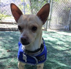 Chihuahua-Unknown Mix Dogs for adoption in Newhall, CA, USA