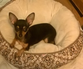 Chihuahua Dogs for adoption in Albion, RI, USA