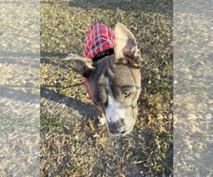 Mutt Dogs for adoption in Alexandria, VA, USA