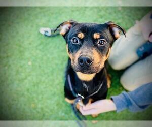 Rottweiler Dogs for adoption in Orlando, FL, USA