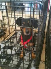 Dachshund Dogs for adoption in Jackson, NY, USA