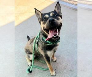 German Shepherd Dog-Unknown Mix Dogs for adoption in Sacramento, CA, USA