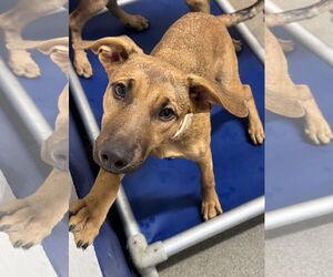 Mutt Dogs for adoption in Sterling, MA, USA