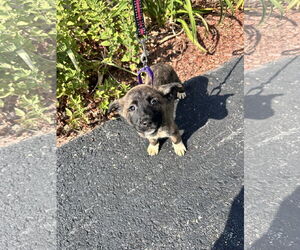 Mutt Dogs for adoption in Sterling, MA, USA