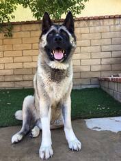 Akita Dogs for adoption in Santa Clarita, CA, USA