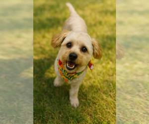 Poovanese Dogs for adoption in Phoenix, AZ, USA