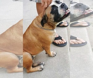 Bulldog Dogs for adoption in Dana Point, CA, USA