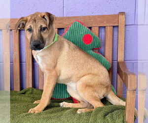 Labrador Retriever-Unknown Mix Dogs for adoption in Genesee, WI, USA