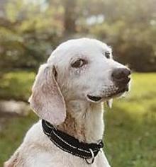 Mutt Dogs for adoption in Elkton, FL, USA