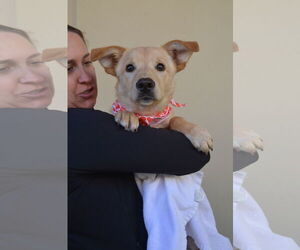 Labrador Retriever-Unknown Mix Dogs for adoption in McKinney, TX, USA