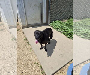 Mutt Dogs for adoption in Maquoketa, IA, USA