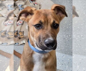 Black Mouth Cur-Unknown Mix Dogs for adoption in Greenville, IL, USA