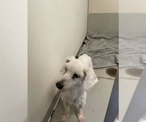 Poodle (Miniature) Dogs for adoption in Sugar Land, TX, USA