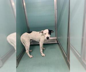 American Pit Bull Terrier-Unknown Mix Dogs for adoption in Moreno Valley, CA, USA