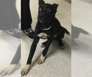 Mutt Dogs for adoption in Riverside, CA, USA