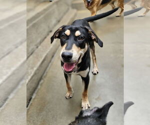 Coonhound-Unknown Mix Dogs for adoption in Chicago, IL, USA