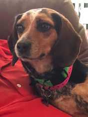 Beagle Dogs for adoption in byhalia, MS, USA