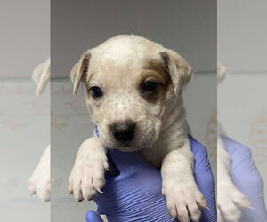 Great Dane-Unknown Mix Dogs for adoption in Bolivar, MO, USA