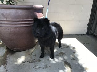 Chow Chow Dogs for adoption in pomona, CA, USA