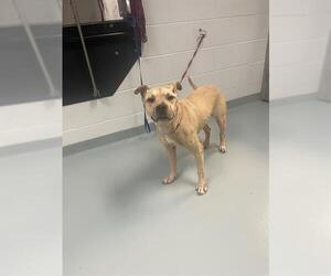 American Pit Bull Terrier-Unknown Mix Dogs for adoption in St. Cloud, FL, USA