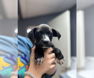 Labrador Retriever-Unknown Mix Dogs for adoption in Claremore, OK, USA