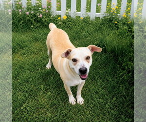 Labrador Retriever-Unknown Mix Dogs for adoption in Unionville, PA, USA