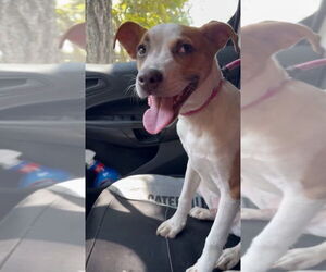 Jack Russell Terrier-Unknown Mix Dogs for adoption in Benton, PA, USA