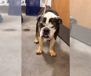 Bulldog Dogs for adoption in Forestville, MD, USA
