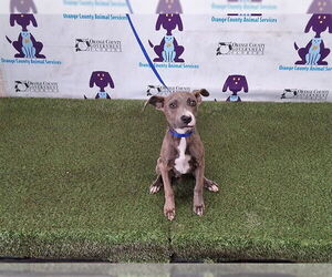 Mutt Dogs for adoption in Orlando, FL, USA