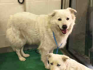 Golden Shepherd Dogs for adoption in Grand Prairie, TX, USA
