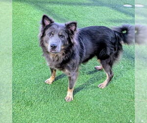 German Shepherd Dog-Unknown Mix Dogs for adoption in Las Vegas, NV, USA