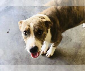 Pembroke Welsh Corgi-Unknown Mix Dogs for adoption in Kailua Kona , HI, USA