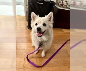 American Eskimo Dog Dogs for adoption in Pikesville, MD, USA