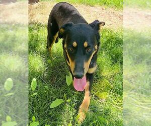German Shepherd Dog-Unknown Mix Dogs for adoption in Sacramento, CA, USA