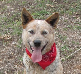 Medium Photo #1 Red Heeler-Unknown Mix Puppy For Sale in Mountain Home, AR, USA