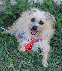 Small Shih Tzu Mix