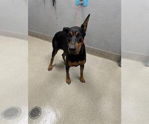 Doberman Pinscher-Unknown Mix Dogs for adoption in Las Vegas, NV, USA