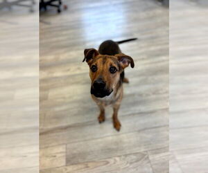 Mutt Dogs for adoption in South Bend, IN, USA