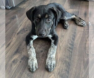 Labrador Retriever-Unknown Mix Dogs for adoption in Germantown, OH, USA