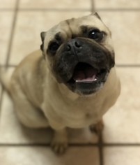 Pug Dogs for adoption in Fresno, CA, USA