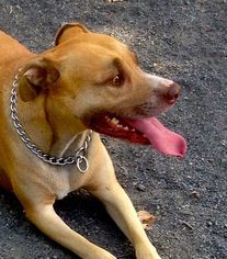 Medium Photo #1 American Pit Bull Terrier Puppy For Sale in Rockaway, NJ, USA