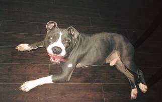 American Pit Bull Terrier Dogs for adoption in Clifton, TX, USA
