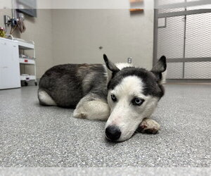 Siberian Husky-Unknown Mix Dogs for adoption in Pasadena, TX, USA