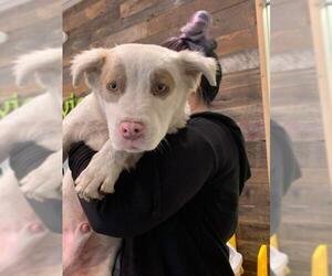 American Staffordshire Terrier-Australian Shepherd Mix Dogs for adoption in New Smyrna Beach, FL, USA