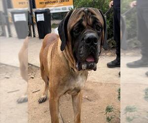 Bullmastiff Dogs for adoption in Santa Maria, CA, USA