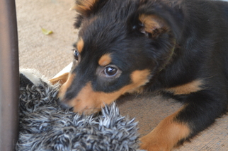 German Shepherd Dog-Pembroke Welsh Corgi Mix Dogs for adoption in Deltona, FL, USA