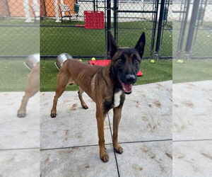 Mutt Dogs for adoption in Imlay City, MI, USA